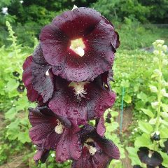 ブラックマロウの花に雨粒が溜まっています