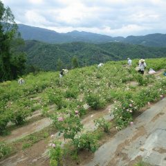 いよいよ本格的な収穫作業が始まりました