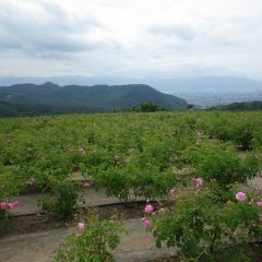 遠くからも花の存在が分かるようになりました