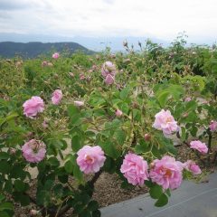 沢山の花を咲かせているローズ