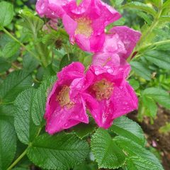 ハナナスの花は雨に濡れて可哀そう