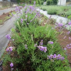 ラベンダー・イネーネドイルの花が雨に打たれています