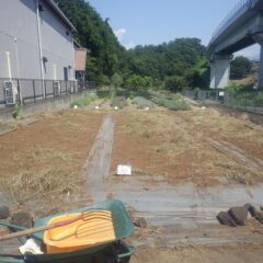 除草作業で抜き取った雑草の片付け作業