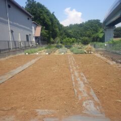 この暑さで抜き取った草は直ぐに干し草状態になってしまいます