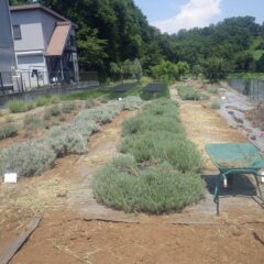 風などであちこちに飛び散らない前に片付けました