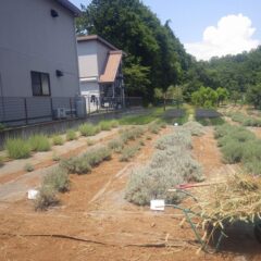猛暑の中で草を集めるだけでも一苦労