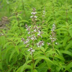 レモンバーベナの花が咲いています