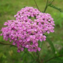 ヤローの花も咲いています