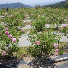 農場のローズ畑は今日も満開です