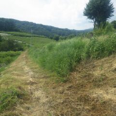 残っていた農場通路の法面の草刈り作業