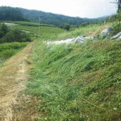 雷鳴が近づいてくる中、法面の草刈り作業終了