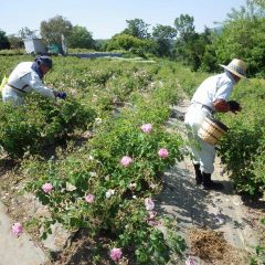 早朝から昼過ぎまで花の摘み取りに追われています