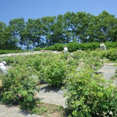 ひと花ひと花手際よく摘んで登ります