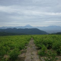 細かい雨が降ったり止んだりのローズ畑