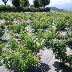 頂上まで摘み終わったら満開の花を咲かせた次の畑に移ります