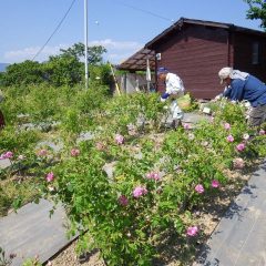 これで本日の花の摘み取りも終了です