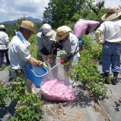 花籠がいっぱいになったら袋に集めます