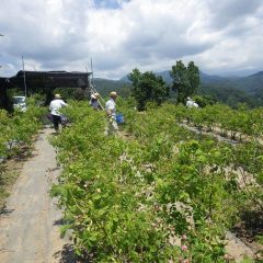 早朝7時から始まった花摘みもいよいよ終わりになりました