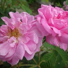 雨露の残ったローズ・ダマスケナ