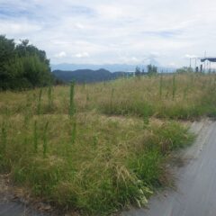 雑草だらけになってしまったカモマイル・ジャーマン畑