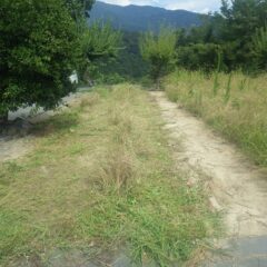 先ずは草刈り作業から開始