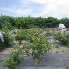 畑の斜面を摘み取りながら登って来るのは一苦労