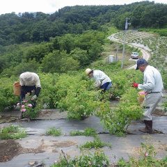 いよいよ本日の摘み取り終了