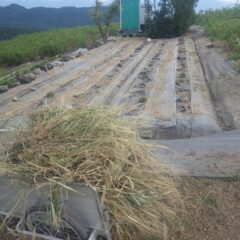 除草した草を運び出して本日の作業終了