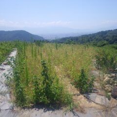 今日はこちらの畑から草刈り作業開始