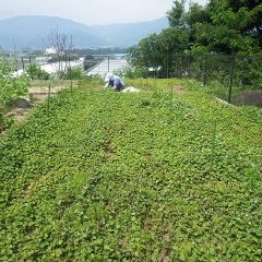 ドクダミ畑の除草作業中