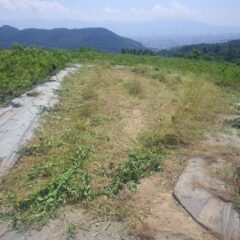 この畑の草刈り作業終了