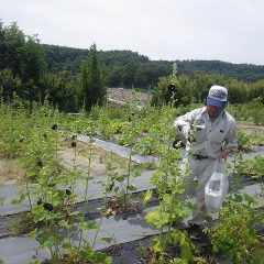 ブラックマロウの収穫作業中