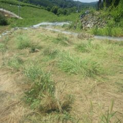 無事草刈り作業終了