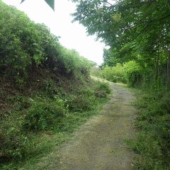 取り急ぎ車が通れるだけの草を刈りました