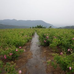 雨に煙る農場のローズ畑