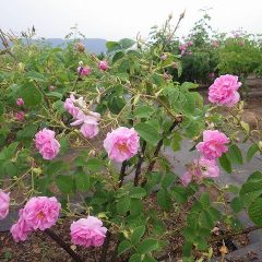 雨の重みで首を垂れているローズの花