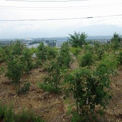 朝から降り出した雨に濡れる事務局前のローズ畑