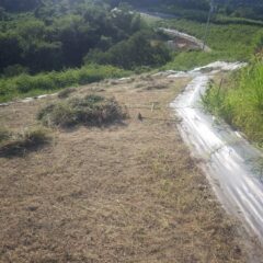 作業終了時間まで草片付け作業を続けました