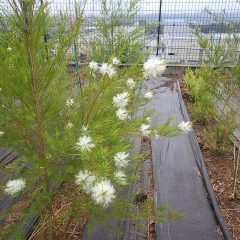 雨の中、ティートゥリーが咲き始めました