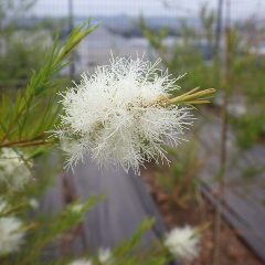 白い線香花火