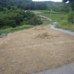 雨が降り出す前に刈り取った草の片付け作業をしました