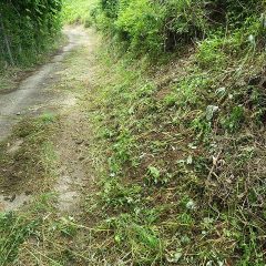 土砂が崩れて農道まで流れ出ていました