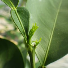 こちらはオレンジ･スイートの新芽