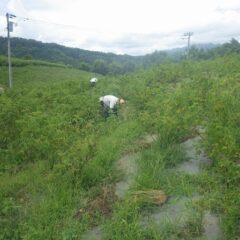 ローズ畑では除草作業が続いています