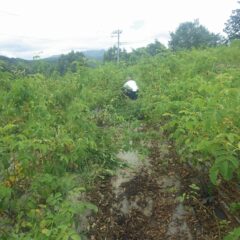 雑草に埋もれながら作業をしています