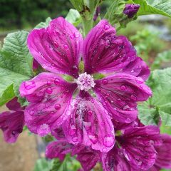 雨粒を纏ったマロウの花