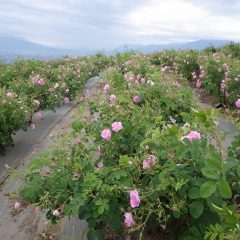 こんなに沢山の花を見られるのは10日間程