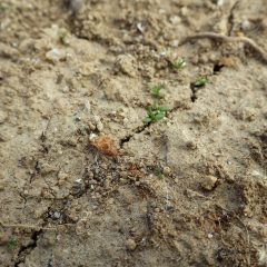 少しずつ新芽が出て来ています