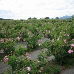 来年は是非この花を摘み取りにお越し下さい