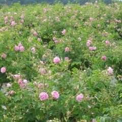 農場研修に参加できなかった方は写真でもお楽しみ下さい